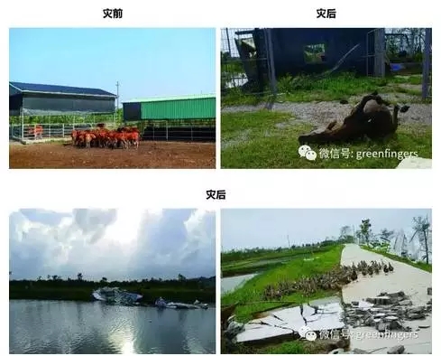 台风“天鸽”正面袭击珠海农场受损向消费者借钱百万