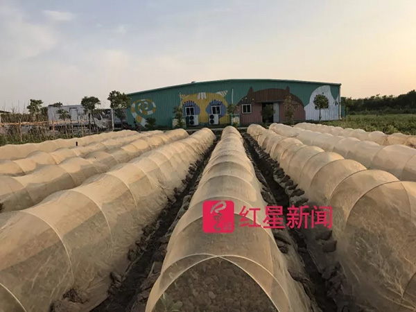 台风“天鸽”正面袭击珠海农场受损向消费者借钱百万