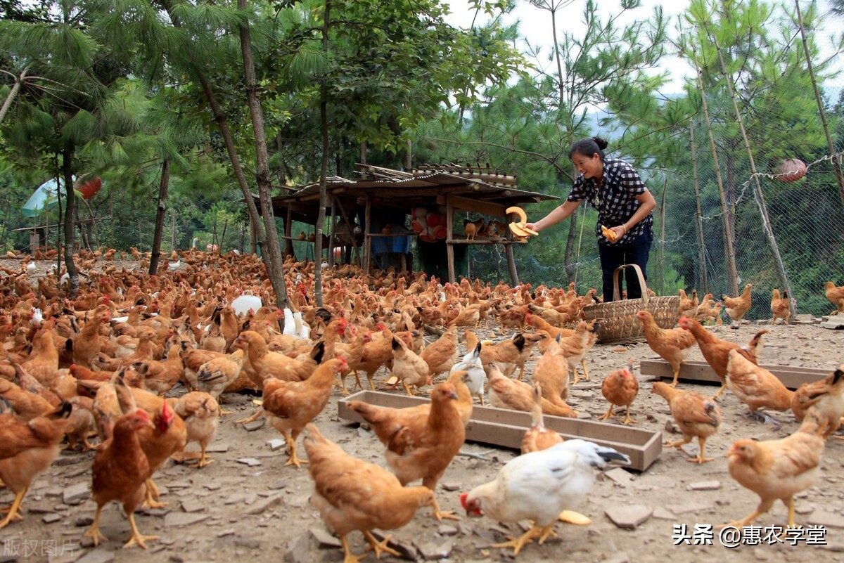 “菜篮子工程”养殖项目1.生猪一年母猪并存栏300头