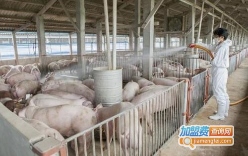 “菜篮子工程”养殖项目1.生猪一年母猪并存栏300头