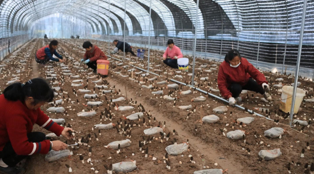 饶河农场有限公司“特色产业”助力乡村全面振兴