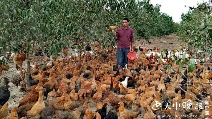 家庭养殖，哪种动物最赚钱？教你如何选择鸡、鸭、猪、鱼、羊、鹅